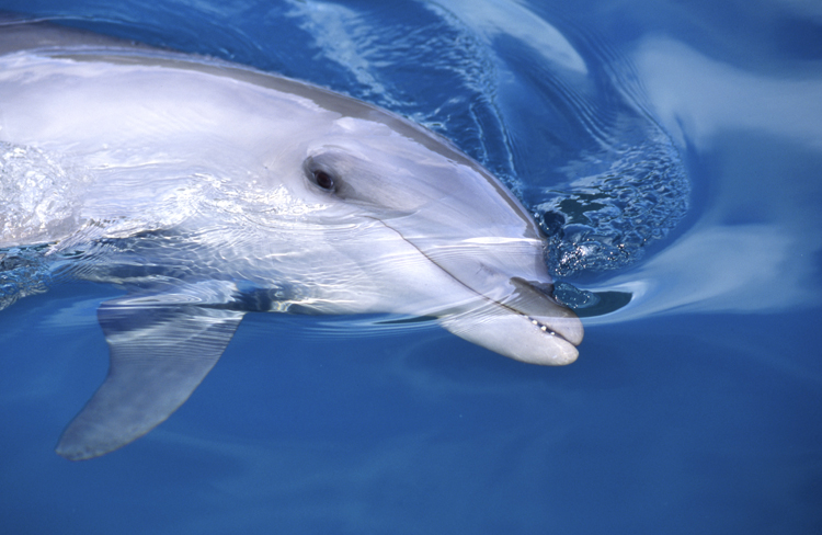 DIVING;UNDERWATER;palau;dolphins;F893_FACTOR_19C 3